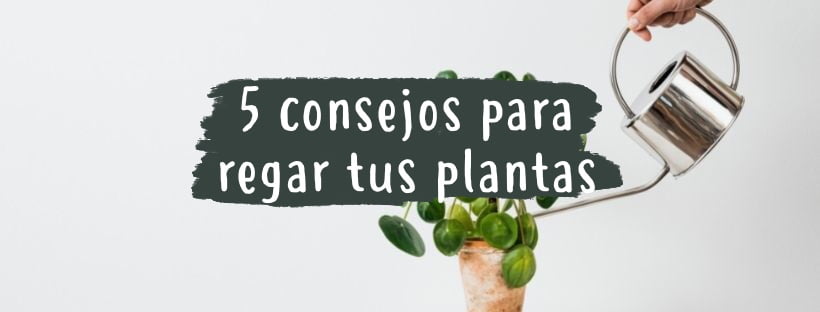 5 Consejos Para Regar Tus Plantas De Interior