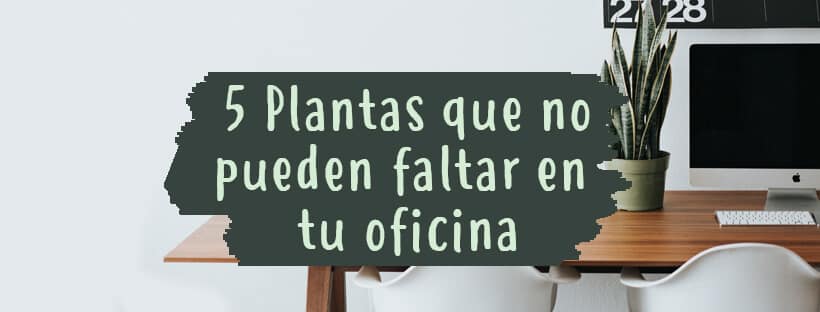5 Plantas Que No Pueden Faltar En Tu Oficina