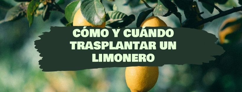Cómo Y Cuándo Trasplantar Un Limonero