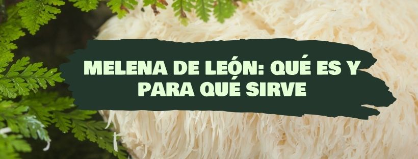 Melena de León: Qué Es Y Para Qué Sirve