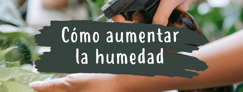 Cómo Aumentar La Humedad Ambiental Para Tus Plantas