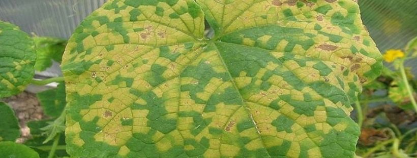 Cómo Combatir El Mildiu De Las Plantas