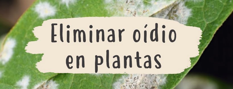 Cómo Eliminar El Oídio En Las Plantas