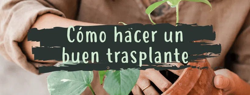 Cómo Hacer Un Buen Trasplante A Mi Planta