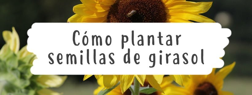 Cómo Plantar Semillas De Girasol