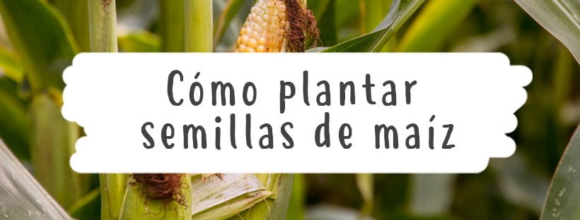 Cómo Plantar Semillas De Maíz
