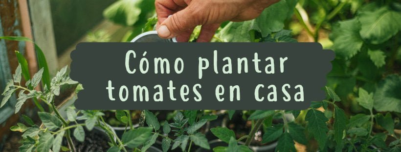 Cómo Plantar Tomates En Casa (Paso A Paso)