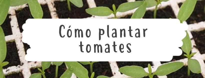 Cómo Plantar Tomates (Guía Completa)