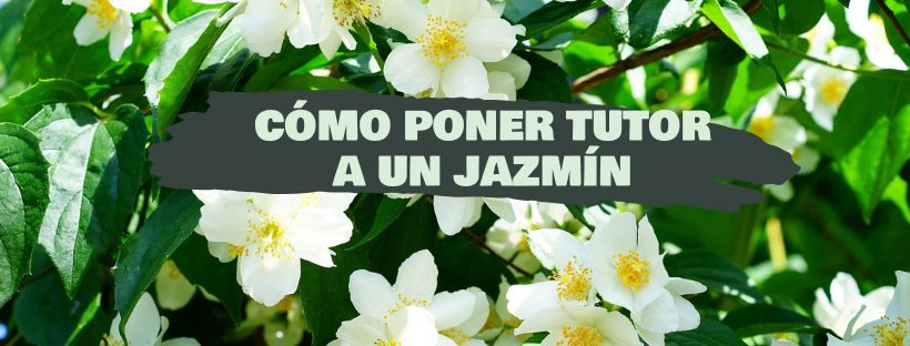 Cómo Poner Un Tutor A Un Jazmín