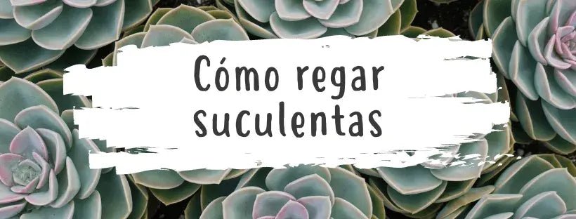 Cómo Regar Las Suculentas Correctamente