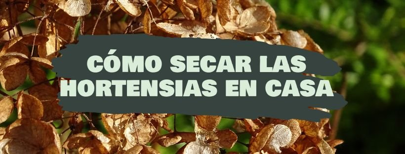Cómo Secar Las Hortensias En Casa