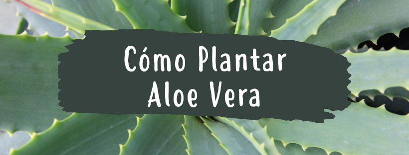 Cómo Y Cuándo Plantar Aloe Vera