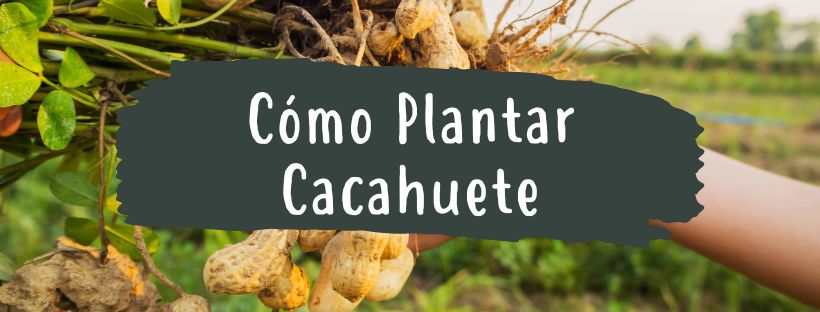 Cómo Y Cuándo Plantar Cacahuetes