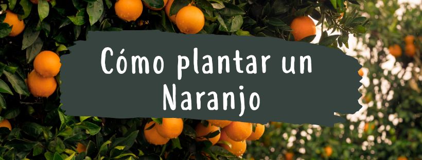 Cómo Y Cuándo Plantar Naranjo