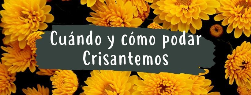 Cómo Y Cuándo Podar Crisantemo