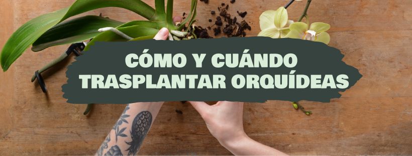 Cómo Y Cuándo Trasplantar Orquídeas