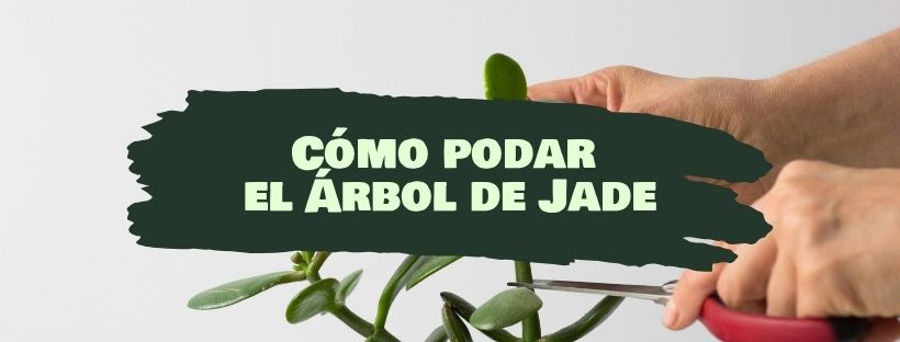 Cómo Y Cuándo Podar Árbol De Jade