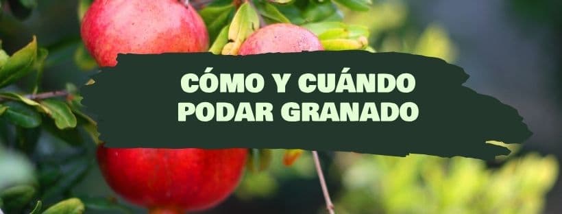 Cómo y cuándo podar un granado