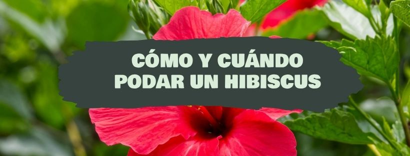 Cómo y Cuándo Podar Un Hibiscus