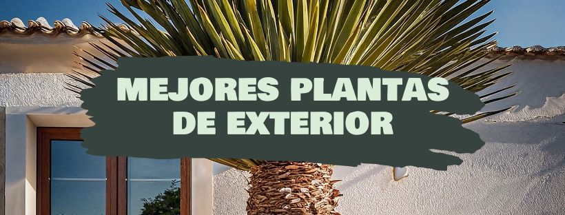 ¿Cuáles Son Las Mejores Plantas De Exterior?