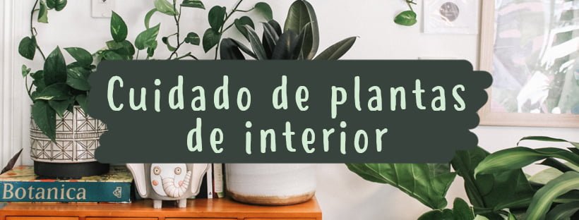 Cuidado De Plantas De Interior (Guía Completa)