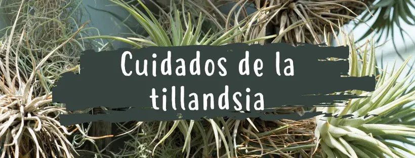 Cuidados Tillandsia: Guía Practica