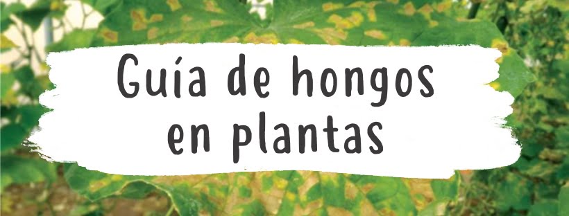 Guía Completa De Hongos En Las Plantas