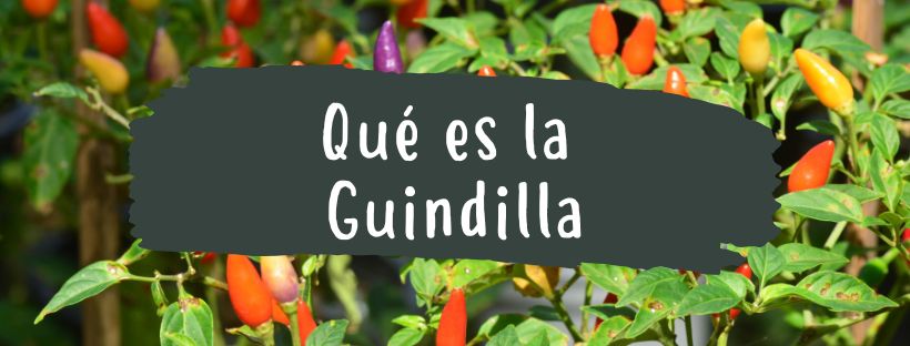 Guindilla: Propiedades Y Beneficios