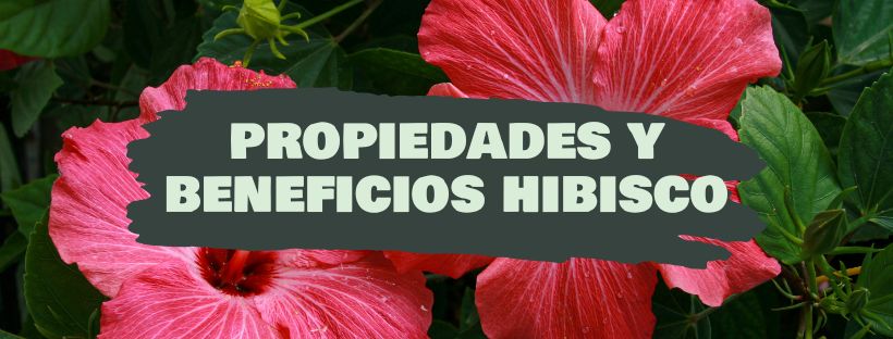 Hibisco: Propiedades Y Beneficios