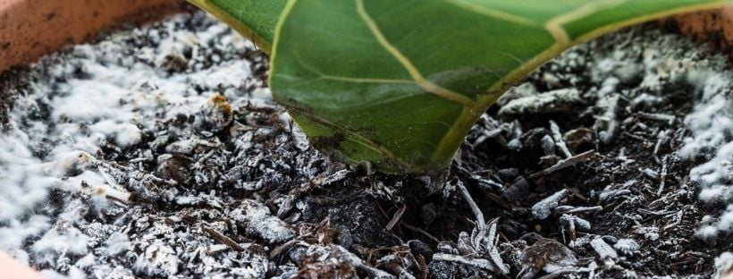 Hongos En El Pellet De Mi Planta: ¿Cómo Solucionarlo?