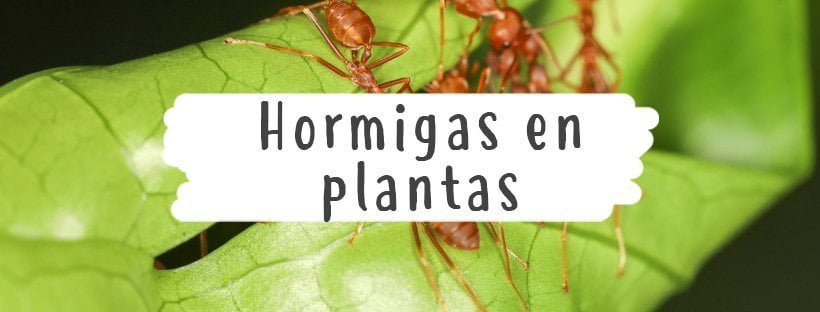 Hormigas En Plantas: Qué Debes Hacer