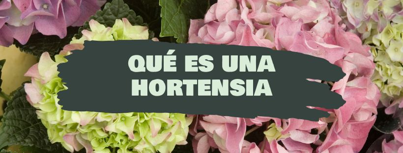 Hortensia: Qué Es Y Para Qué Sirve