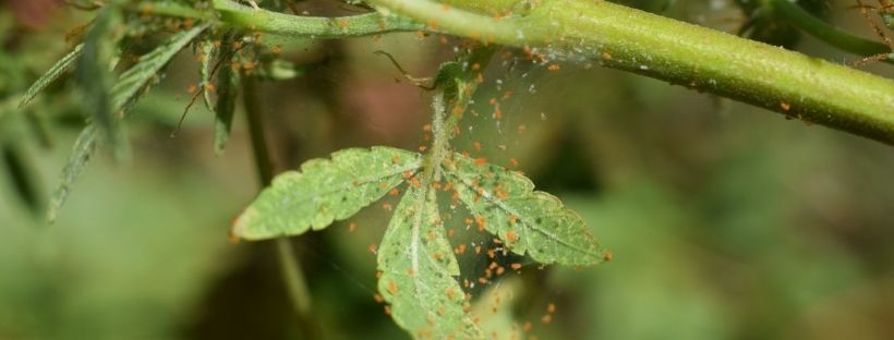 Insecticida Para Araña Roja (Receta Fácil Y Rápida)