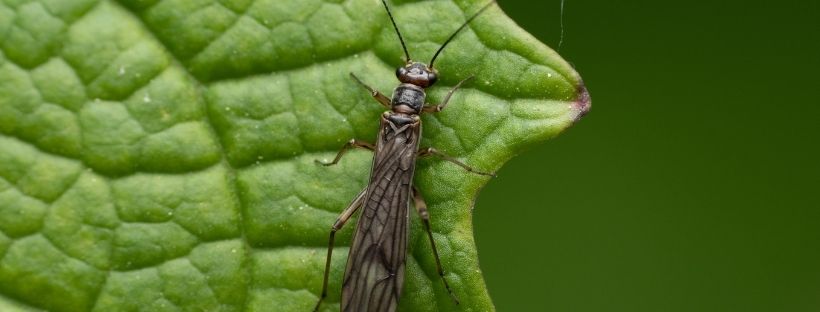 Insecticida Para Trips (Receta Fácil Y Rápida)