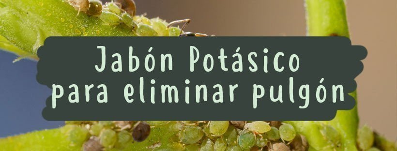 Jabón Potásico Para Combatir Al Pulgón