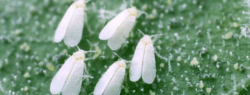Mosca Blanca Insecticida Casero (Descubre Cómo)