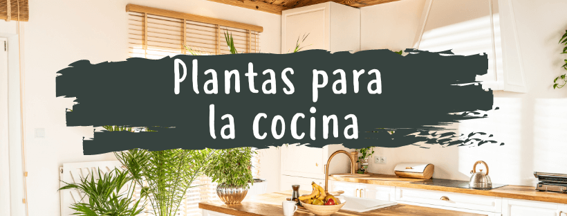 Plantas Para La Cocina, ¿CuáLes Son Las Mejores?