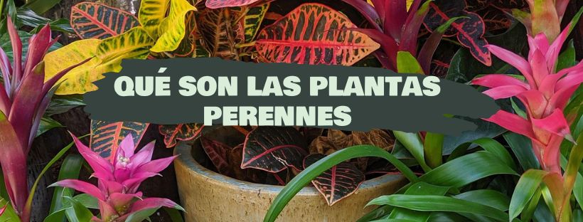 Plantas Perennes: Qué Son, Ejemplos Y Cuidados