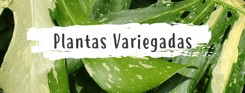 Plantas Variegadas: Consejos Y Cuidados