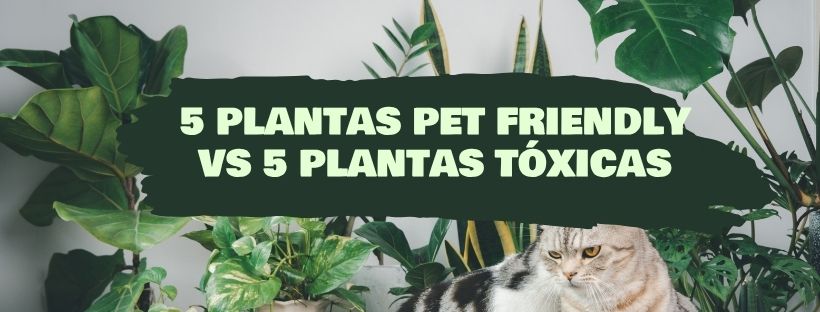 5 Plantas Pet Friendly Y 5 Plantas Tóxicas Para Tus Mascotas