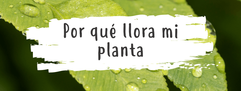 Por Qué Llora Mi Planta