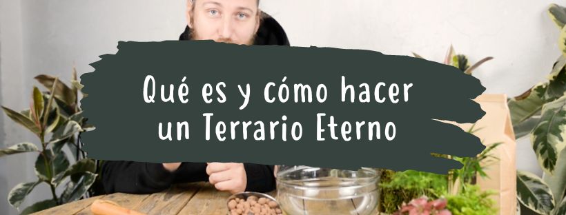 Qué Es Y Cómo Hacer Un Terrario Eterno