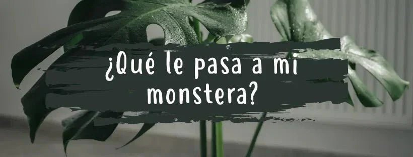 ¿Qué Le Pasa A Mi Monstera? Enfermedades Comunes