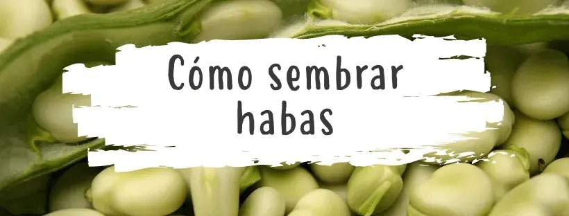 Semillas De Habas: Todo Lo Que Necesitas Saber