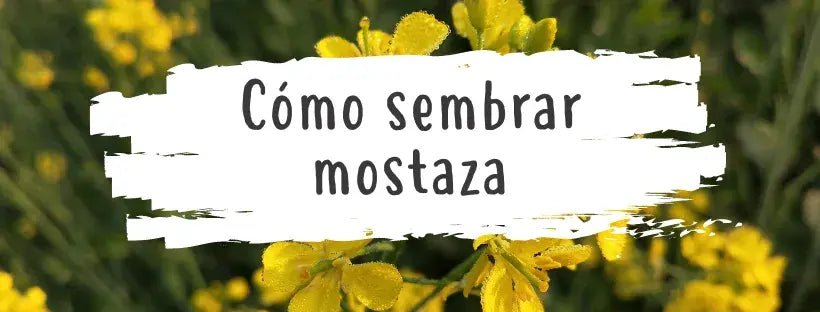 Semillas De Mostaza: Todo Lo Que Necesitas Saber