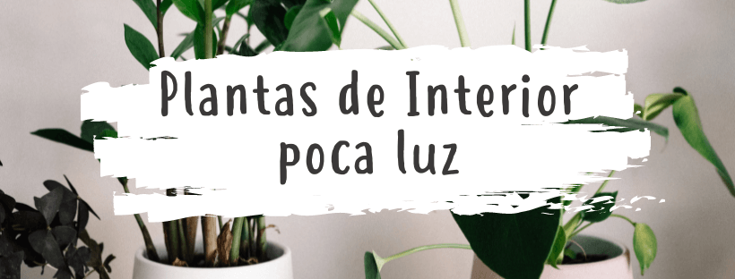 Top Plantas De Interior Poca Luz