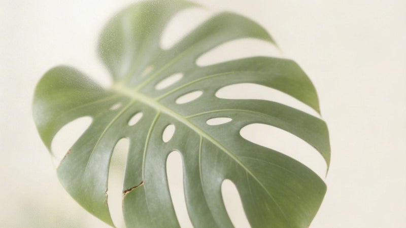 Plantas para el Día de la Madre