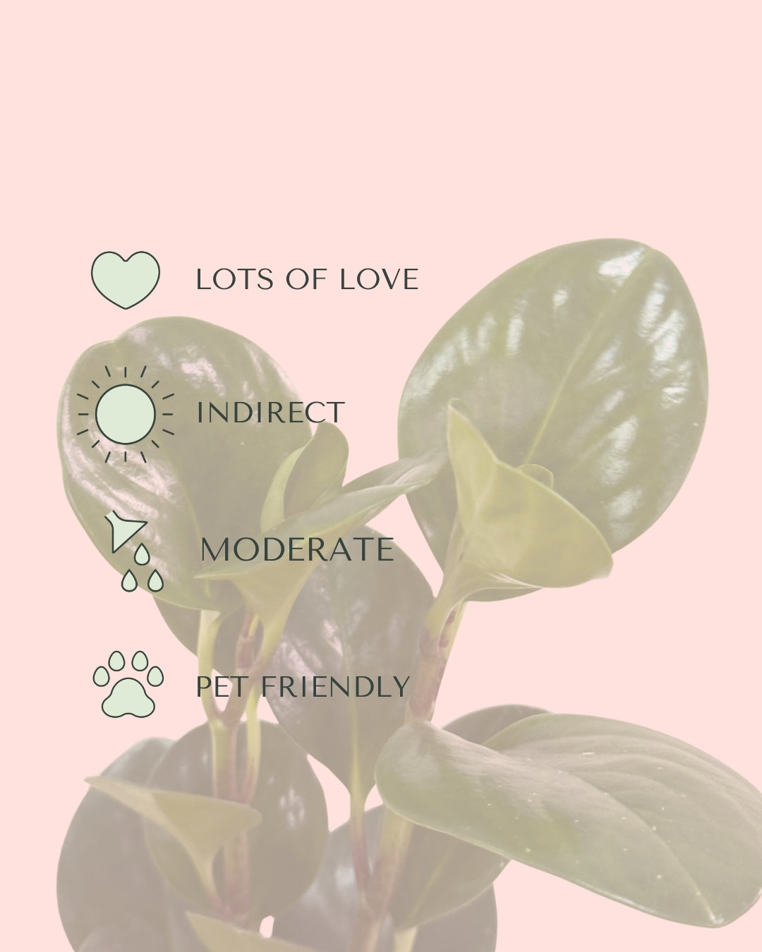 Peperomia Obtusifolia Mini