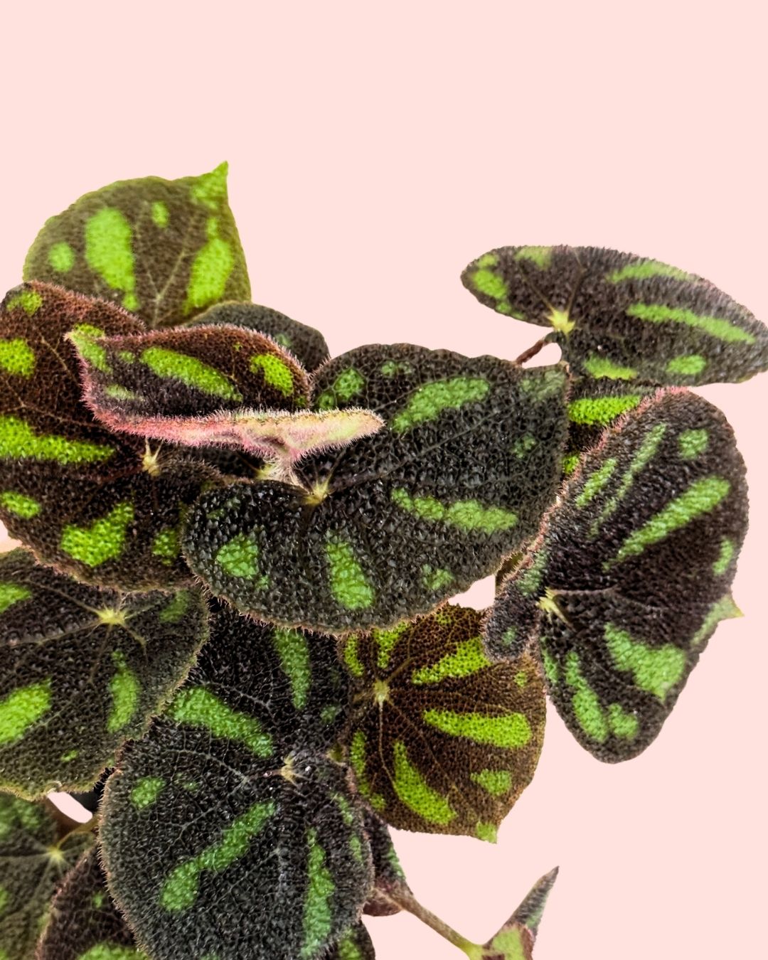 Begonia Masoniana Rock M