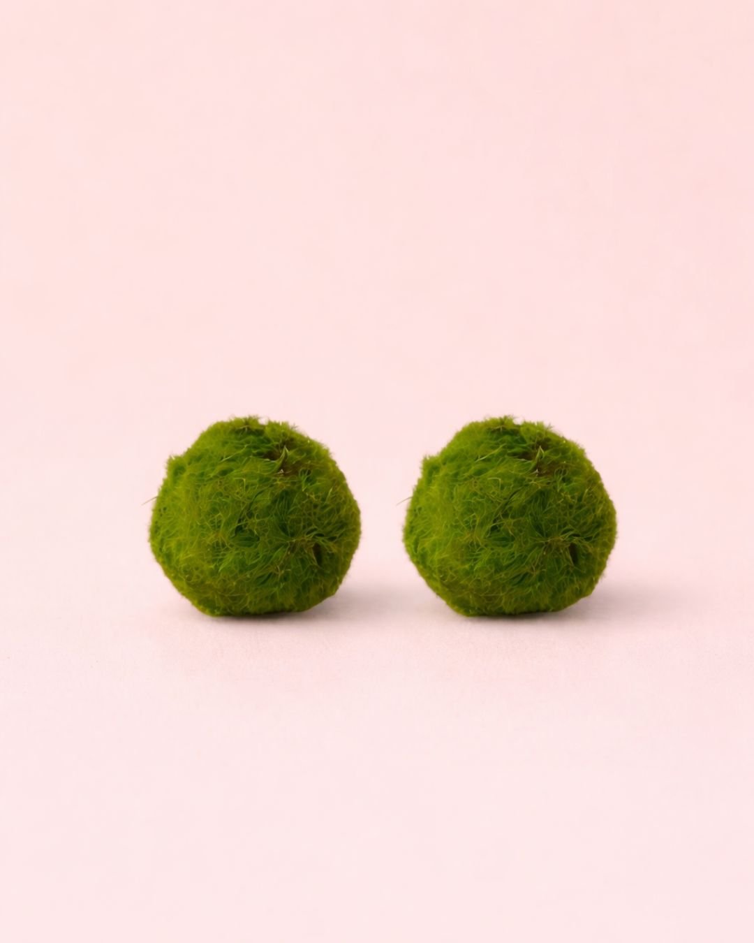 2x Marimo Ball – Mini Bola de Musgo Viva 3 cm - Pur Plant